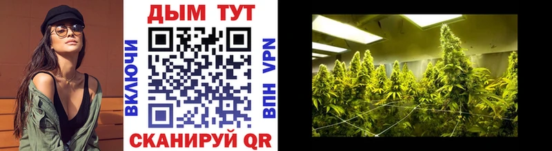 Купить  Кызыл  Каннабис сатива